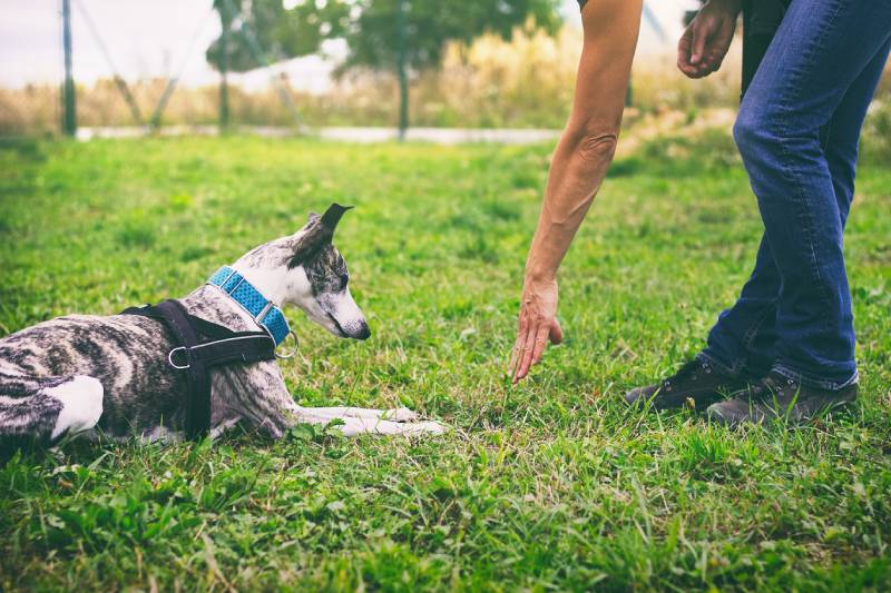 woman training dog