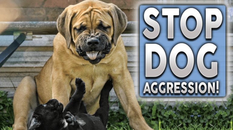 Can you train a dog to stop being aggressive