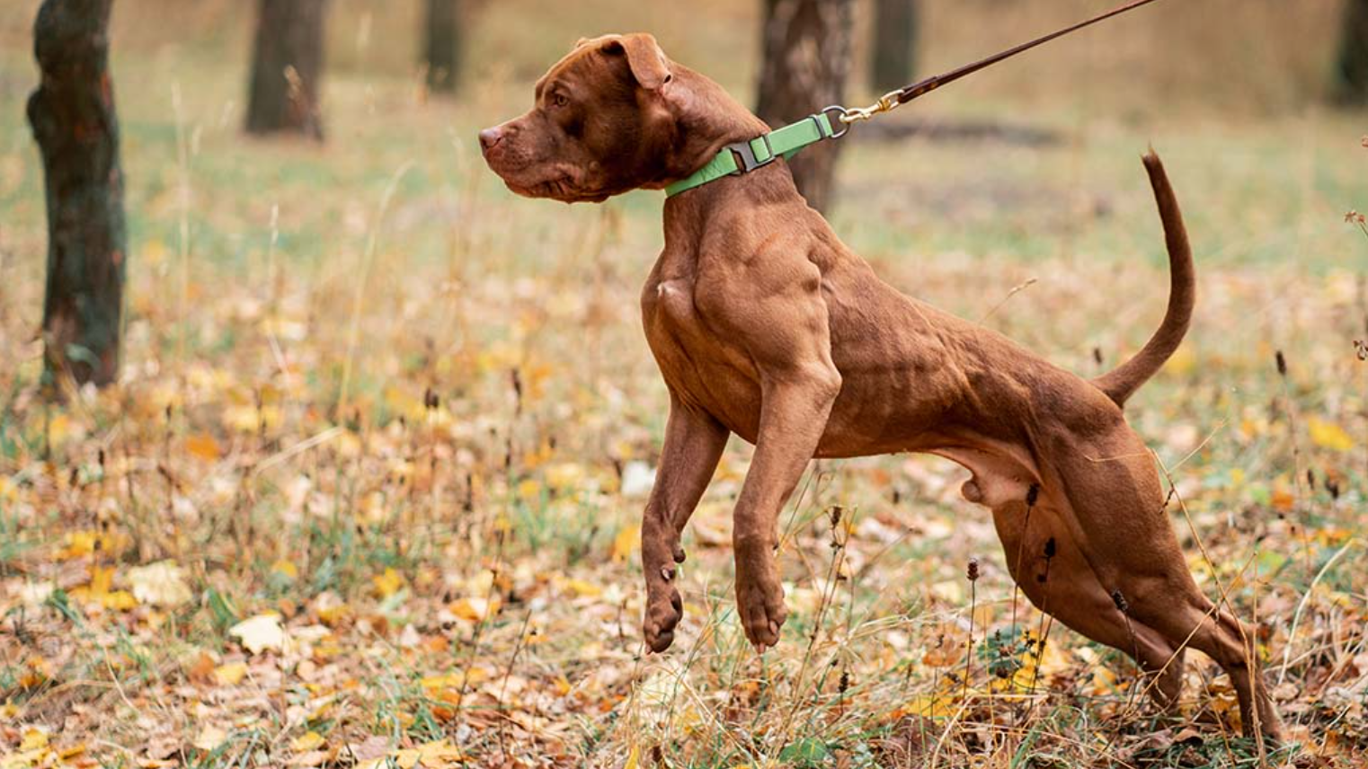 How do I stop my big dog from pulling