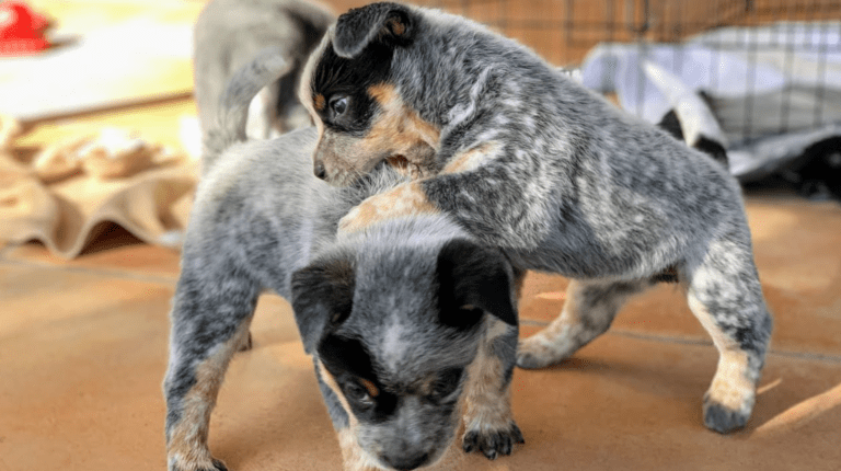 Training heeler puppies