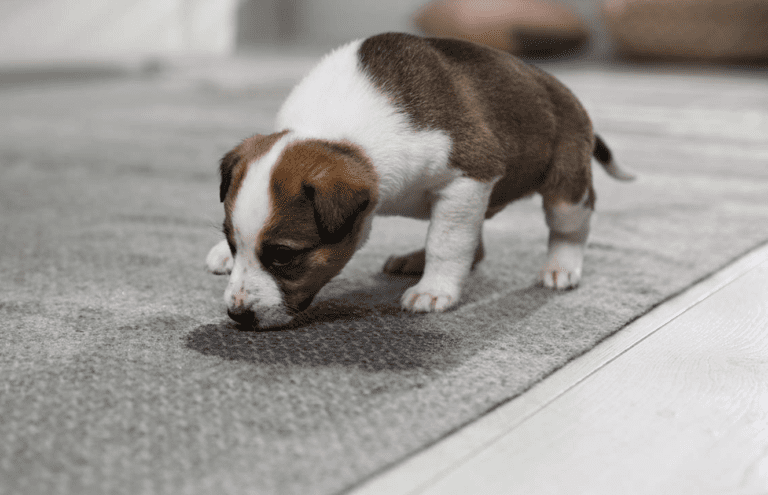 How to train a husky puppy to pee outside
