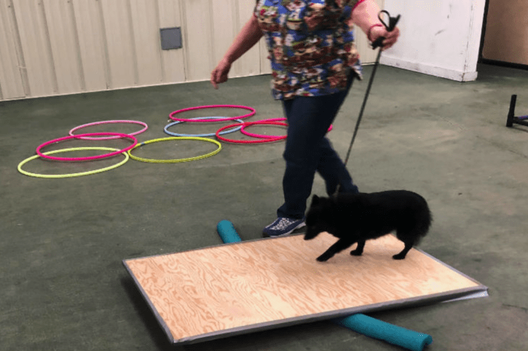 Temperament test for dogs