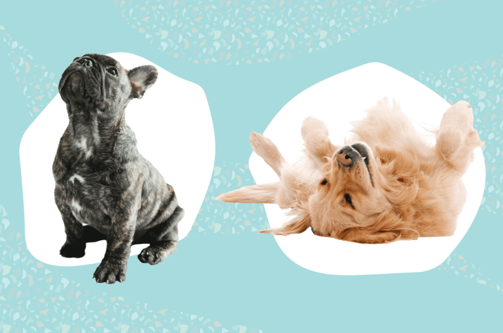Top best dog training websites 
