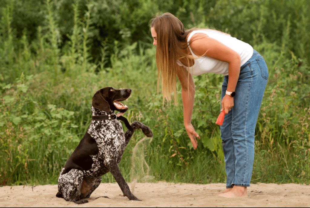 Top best dog training websites 