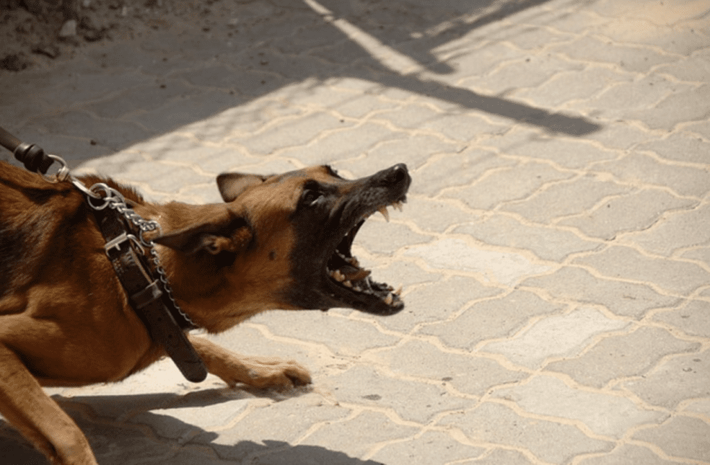 Can you train a dog to stop being aggressive 