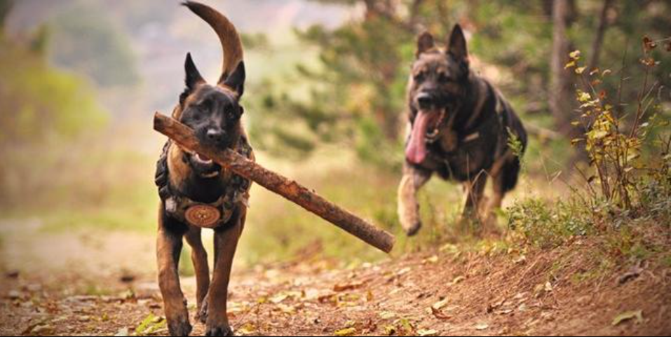 Can you train a dog to stop being aggressive 