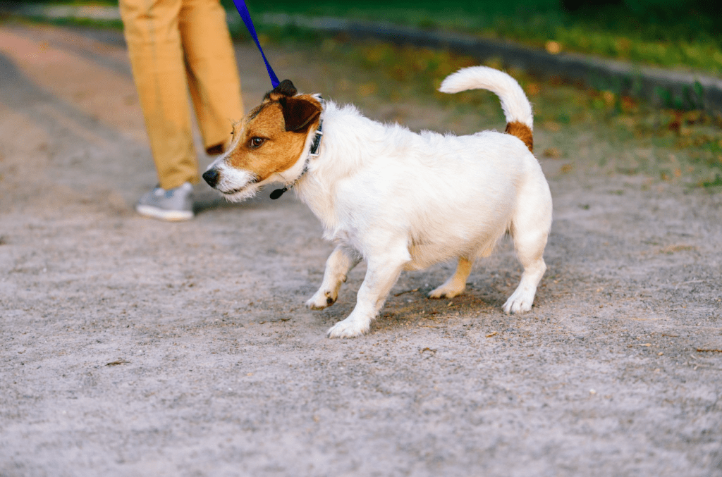 How do I stop my big dog from pulling