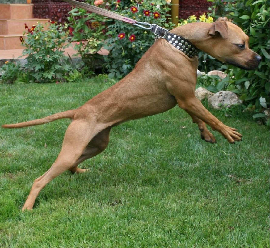 How do I stop my big dog from pulling