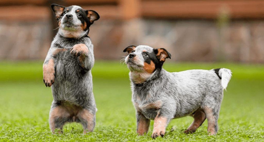 Training heeler puppies