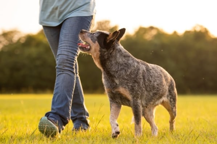 Training heeler puppies