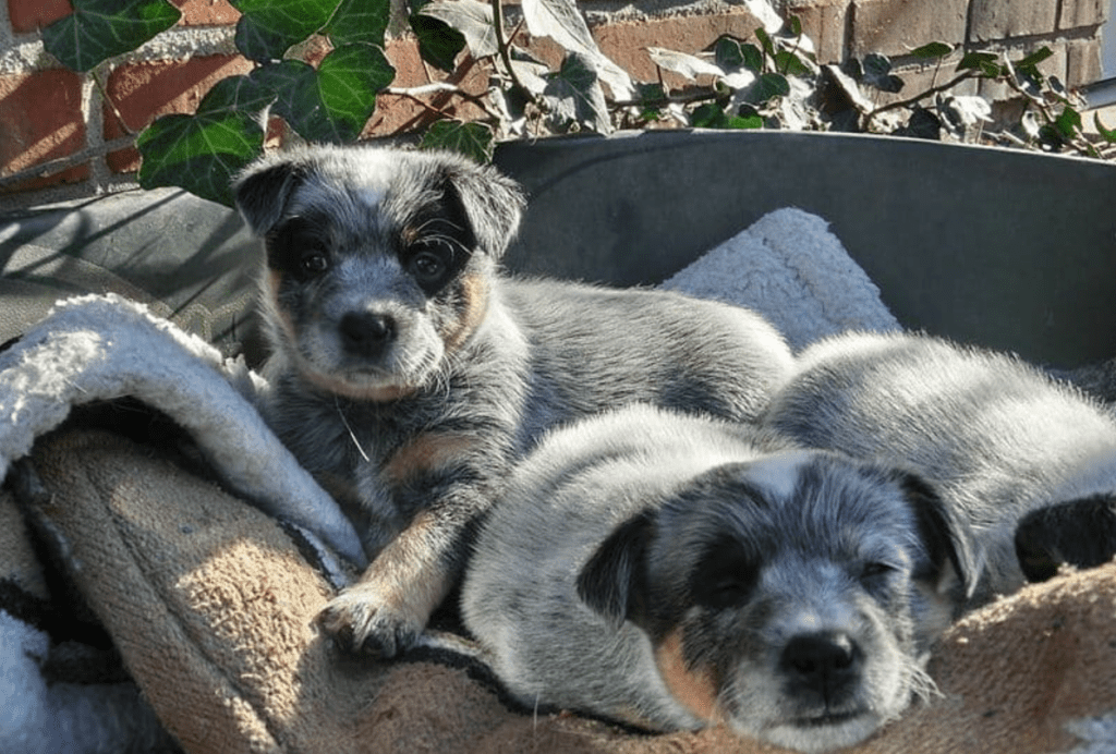 Training heeler puppies