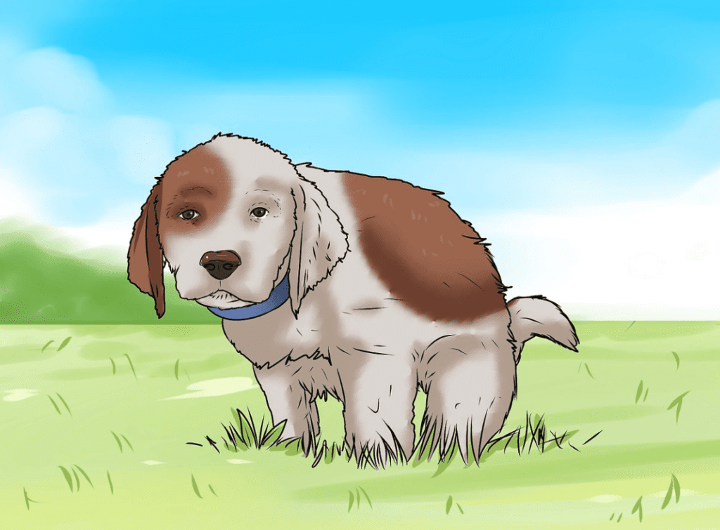 How to train a husky puppy to pee outside 