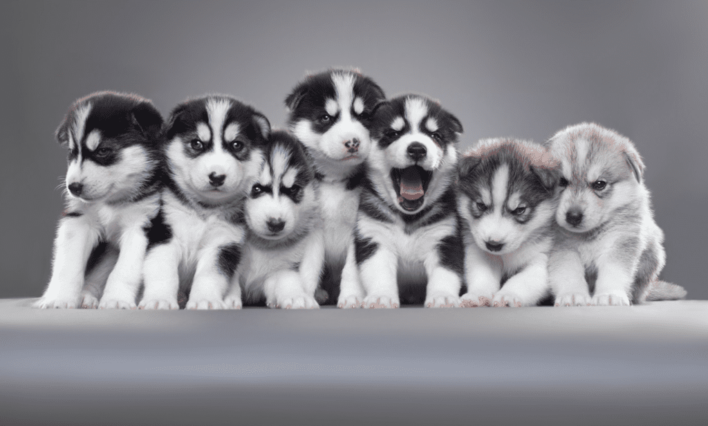 How to train a husky puppy to pee outside 